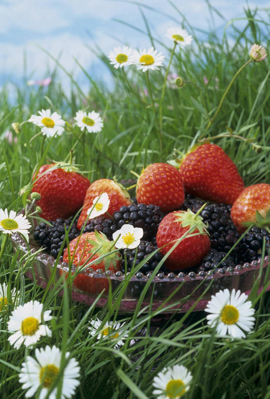 无人,竖图,俯视,室外,特写,白天,快乐,幸福,草地,草坪,花海,花圃,植物,草莓,浆果,黑莓,水果,叶子,一堆,许多,堆叠,堆积,新鲜,盛开,生食,食品,果实,玛格丽特,花蕾,草,雏菊,花,花瓣,花朵,花卉,鲜花,食物,绿色,花丛,花束,花田,花苞,花蕊,菊花,活力,有机食品,绿色食品,希望,堆,坚强,和平,离别,延命菊,幸福花,春菊,马兰头花,露莓,暗恋,纯情,单恋,天真,洋莓,水果皇后,红莓,地莓,彩图,高角度拍摄,愉快