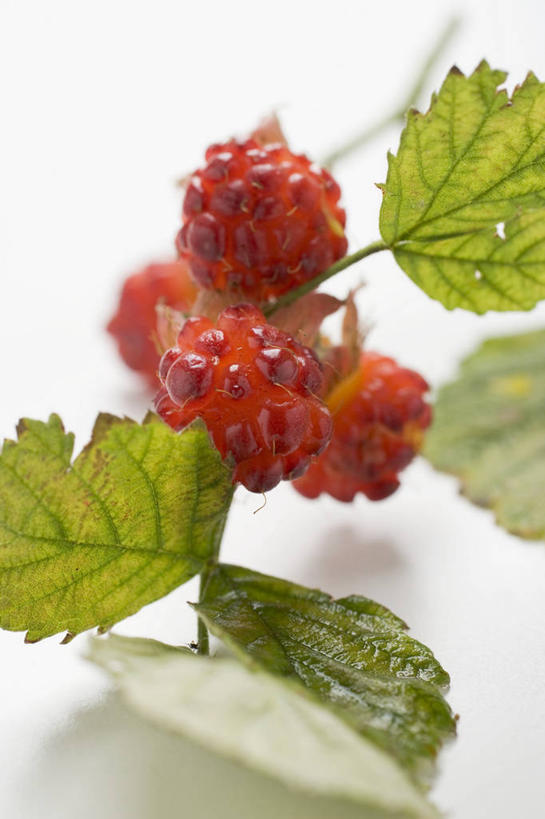 无人,竖图,俯视,室内,特写,白天,白色背景,餐桌,桌子,水果,叶子,朦胧,模糊,新鲜,生食,食品,果实,绿叶,食物,嫩叶,摄影,有机食品,绿色食品,影棚,餐台,山莓,树莓,三月泡,四月泡,山抛子,刺葫芦,悬钩子,馒头菠,高脚菠,龙船泡,泡儿刺,叶,叶片,彩图,高角度拍摄,影棚拍摄,拍摄