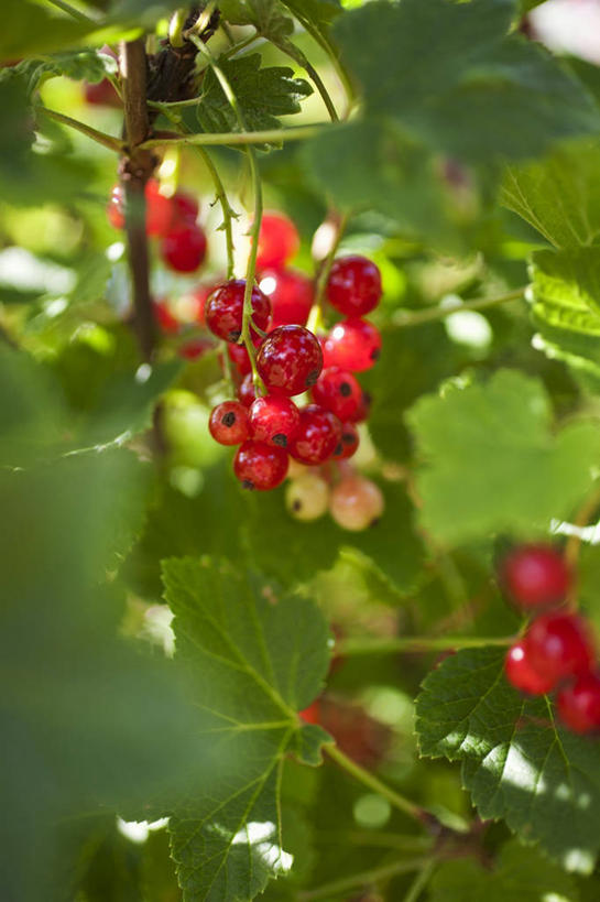 无人,果园,竖图,室外,特写,白天,正面,田园,植物,浆果,水果,叶子,吊挂,悬挂,朦胧,模糊,新鲜,灯笼果,生食,食品,果实,果树,绿叶,挂,树,树木,食物,绿色,自然,嫩叶,有机食品,绿色食品,生长,成长,红醋栗,田庄,园子,叶,叶片,醋栗,彩图
