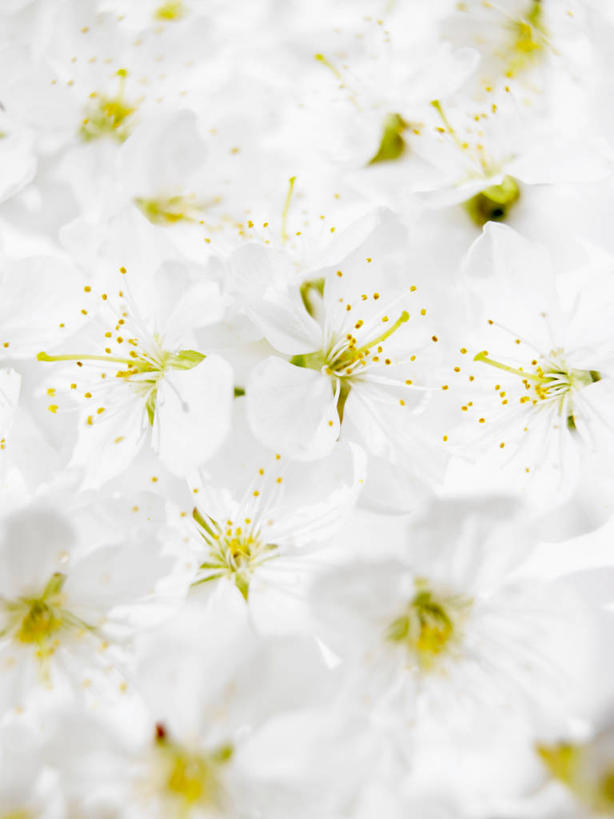 无人,竖图,俯视,室内,特写,白天,幸福,纯洁,樱花,朦胧,模糊,盛开,花蕾,花,花瓣,花朵,鲜花,白色,花苞,花蕊,摄影,影棚,等待,卫生,生命,纯真,仙樱花,福岛樱,青肤樱,高尚,洁净,光明,热烈,恬静,中间色,朴素,清白,荆桃,彩图,高角度拍摄,影棚拍摄,拍摄