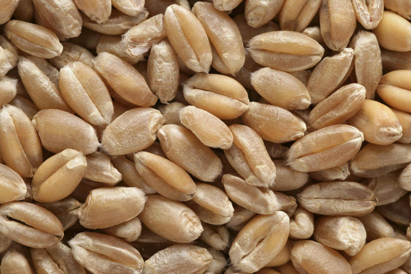 无人,横图,俯视,室内,特写,白天,农作物,小麦,一堆,许多,堆叠,堆积,谷物,摄影,麦子,影棚,堆,彩图,高角度拍摄,影棚拍摄,拍摄