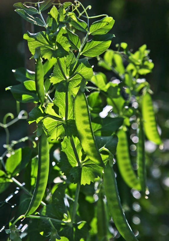 无人,竖图,室外,特写,白天,正面,植物,蔬菜,新鲜,豆类,豆子,豌豆,食品,背光,荷兰豆,食物,有机食品,绿色食品,逆光,雪豆,豆科,寒豆,毕豆,麻累,国豆,小寒豆,麦豌豆,彩图