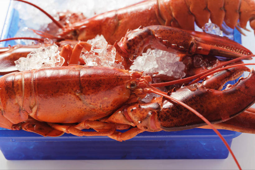 海鲜,龙虾,无人,横图,俯视,室内,特写,白天,白色背景,餐桌,桌子,一堆,许多,堆叠,堆积,朦胧,模糊,塑料,冰,虾,冰块,冷冻,水产,海洋生物,盒子,两个,一个,蓝色,容器,塑料制品,寒冷,摄影,影棚,冷藏,单个,餐台,储藏,堆,冰冷,储存,水生动物,海产品,水生物,海底动物,保鲜,彩图,高角度拍摄,影棚拍摄,拍摄,贮存
