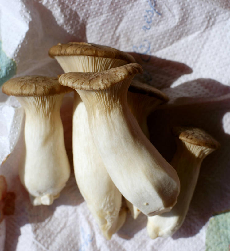 无人,竖图,俯视,室内,特写,白天,蔬菜,新鲜,包装,包装纸,纸,菌菇,蘑菇,食品,纸张,菌类,中药,食物,食用菌,摄影,有机食品,绿色食品,影棚,包装材料,牛皮纸,药材,牛肝菌,中药材,美味牛肝菌,大脚菇,彩图,高角度拍摄,影棚拍摄,拍摄