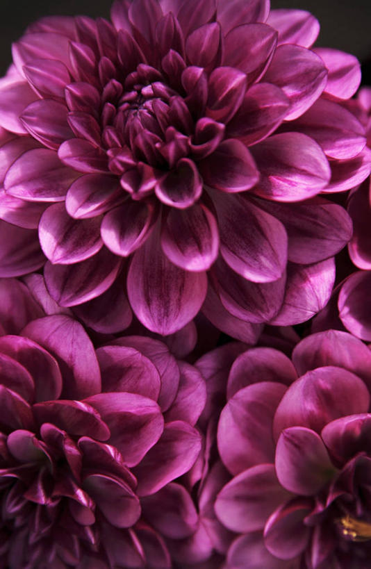 无人,竖图,俯视,室内,特写,白天,黑色背景,朦胧,模糊,盛开,大丽花,花蕾,花,花瓣,花朵,鲜花,紫色,花苞,花蕊,菊花,摄影,影棚,大理花,大丽菊,富丽,大方,彩图,高角度拍摄,影棚拍摄,拍摄