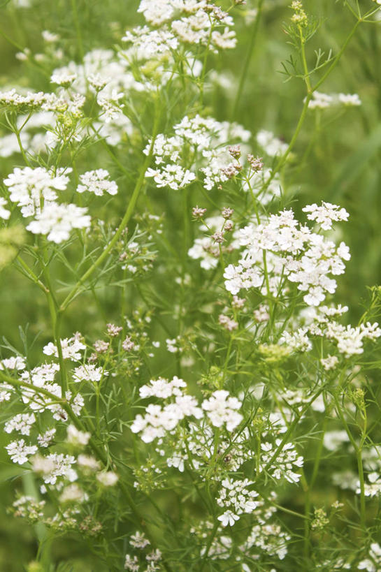无人,农田,竖图,俯视,室外,特写,白天,庄稼,农作物,花海,花圃,植物,叶子,盛开,香菜,花蕾,花,花瓣,花朵,花卉,鲜花,绿色,花丛,花束,花田,花苞,花蕊,胡菜,香荽,原荽,园荽,芫荽,胡荽,莞荽,芫茜,芫蓿,莚葛草,莚荽菜,彩图,高角度拍摄,耕地,庄稼田