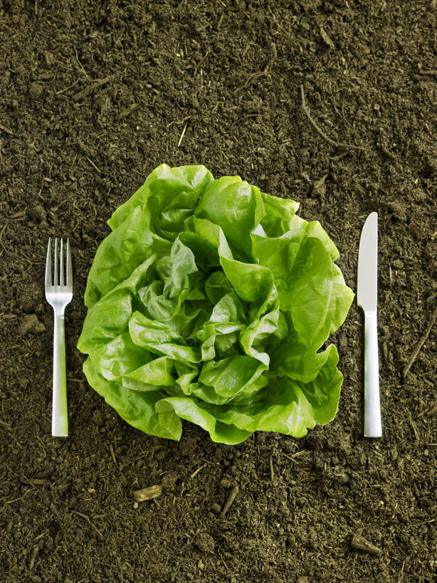 无人,竖图,俯视,室内,特写,白天,蔬菜,餐具,新鲜,叉子,刀叉,刀子,泥土,土壤,生菜,莴苣,食品,食物,一个,有机食品,绿色食品,单个,餐刀,餐叉,春菜,鹅仔菜,莴仔菜,千金菜,叶用莴苣,奶油生菜,进餐用具,彩图,高角度拍摄