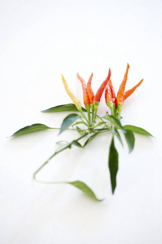 无人,竖图,俯视,室内,特写,白天,白色背景,餐桌,桌子,辣椒,蔬菜,叶子,一堆,许多,堆叠,堆积,朦胧,模糊,新鲜,食品,绿叶,食物,嫩叶,摄影,有机食品,绿色食品,影棚,餐台,堆,辣角,红海椒,大椒,辣虎,广椒,叶,叶片,辣子,红辣椒,海椒,番椒,彩图,高角度拍摄,影棚拍摄,拍摄