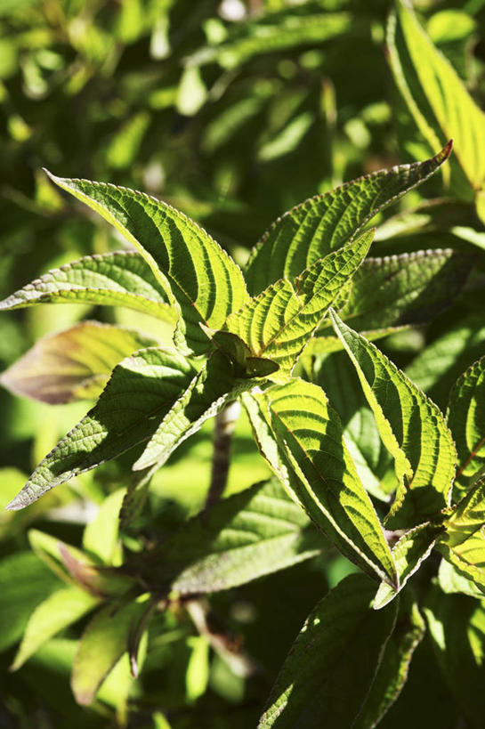 无人,家庭,竖图,俯视,室外,特写,白天,智慧,植物,叶子,阴影,光线,影子,绿叶,草药,药草,中药,阳光,嫩叶,鼠尾草,药材,中草药,中药材,本草,理性,叶,叶片,彩图,高角度拍摄