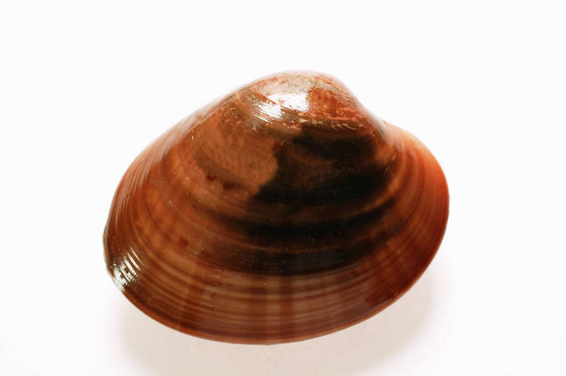 海鲜,无人,横图,俯视,室内,特写,白天,白色背景,餐桌,桌子,纹路,纹理,棕色,蛤蜊,水产,海洋生物,一个,蛤,摄影,影棚,单个,餐台,水生动物,海产品,水生物,海底动物,肌理,蛤仔,彩图,高角度拍摄,影棚拍摄,拍摄