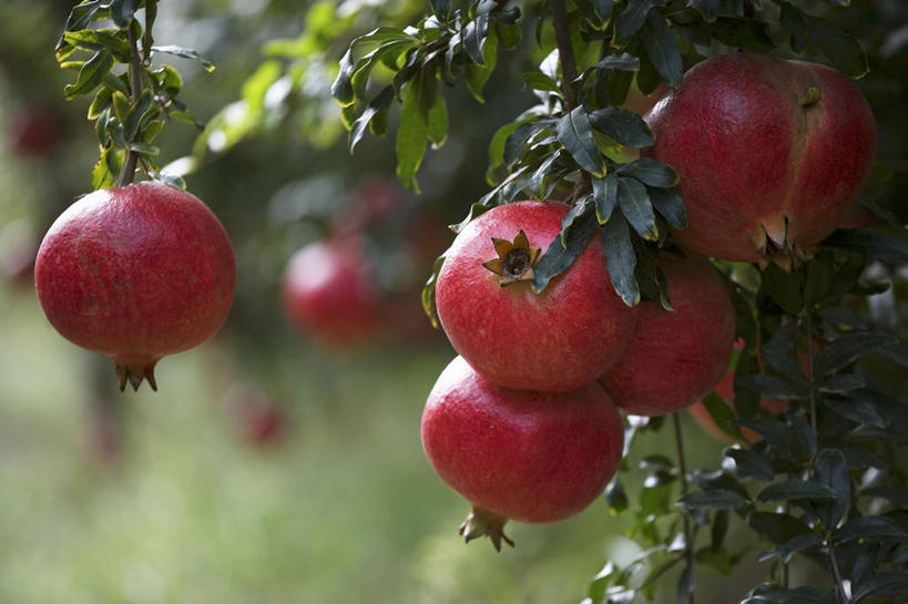 无人,横图,室外,特写,白天,正面,植物,石榴,水果,叶子,许多,吊挂,悬挂,阴影,朦胧,模糊,新鲜,反射,影子,生食,食品,果实,果树,绿叶,挂,树,树木,食物,绿色,自然,嫩叶,有机食品,绿色食品,生长,成长,叶,叶片,涂林,若榴,金罂,金庞,丹若,安石榴,彩图