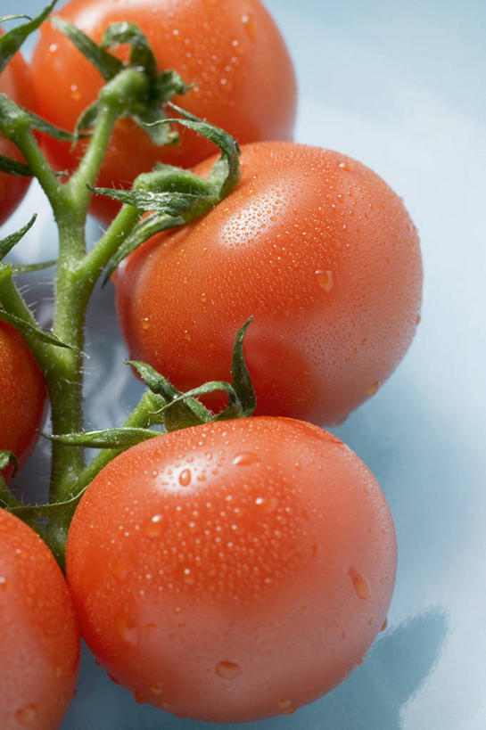 无人,竖图,俯视,室内,特写,白天,蔬菜,西红柿,小番茄,五个,许多,阴影,蓝色背景,新鲜,反射,影子,食品,食物,红色,摄影,有机食品,绿色食品,影棚,小西红柿,樱桃小番茄,珍珠小番茄,樱桃番茄,圣女果,番茄,彩图,高角度拍摄,影棚拍摄,拍摄