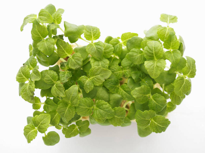 无人,横图,俯视,室内,特写,白天,白色背景,餐桌,桌子,芹菜,蔬菜,叶子,许多,新鲜,食品,绿叶,食物,嫩叶,摄影,有机食品,绿色食品,影棚,餐台,根芹菜,根洋芹,球根塘蒿,叶,叶片,药芹,水芹,旱芹,彩图,高角度拍摄,影棚拍摄,拍摄