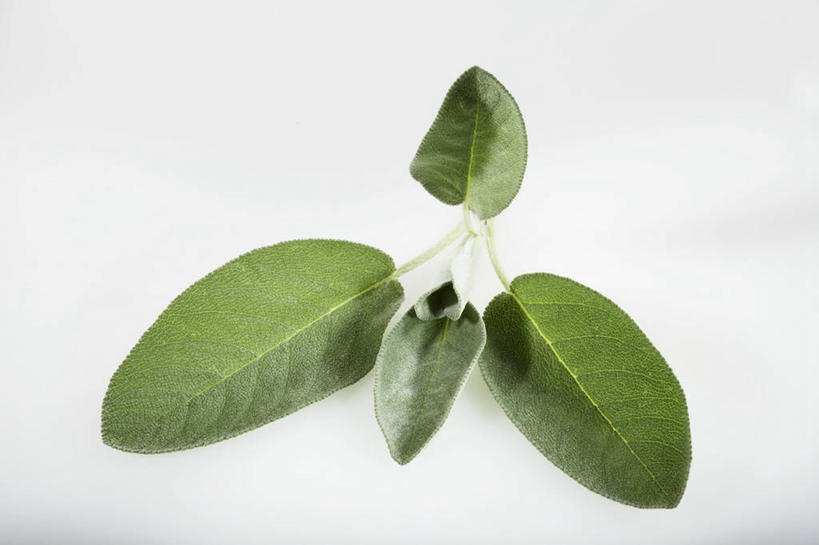 无人,家庭,横图,俯视,室内,特写,白天,白色背景,智慧,植物,餐桌,桌子,叶子,阴影,反射,纹理,影子,绿叶,草药,药草,中药,绿色,嫩叶,摄影,影棚,餐台,鼠尾草,药材,中草药,中药材,本草,肌理,理性,叶,叶片,叶脉,彩图,高角度拍摄,影棚拍摄,拍摄