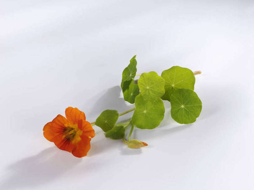 无人,横图,俯视,室内,特写,白天,白色背景,植物,餐桌,桌子,芹菜,蔬菜,叶子,阴影,新鲜,盛开,反射,纹理,影子,食品,绿叶,花蕾,花,花瓣,花朵,鲜花,食物,一朵,绿色,花苞,花蕊,橙色,嫩叶,摄影,有机食品,绿色食品,影棚,餐台,旱金莲,金莲花,肌理,根芹菜,根洋芹,球根塘蒿,寒金莲,旱荷,旱莲花,金钱莲,大红雀,叶,叶片,叶脉,药芹,水芹,旱芹,彩图,高角度拍摄,影棚拍摄,拍摄