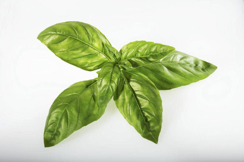 无人,横图,俯视,室内,特写,白天,白色背景,植物,餐桌,桌子,叶子,阴影,反射,纹理,影子,香料,绿叶,草药,中药,绿色,香草,嫩叶,摄影,影棚,餐台,罗勒,紫苏,药材,中草药,九层塔,圣约瑟夫草,甜罗勒,兰香,中药材,本草,肌理,叶,叶片,叶脉,彩图,高角度拍摄,影棚拍摄,拍摄