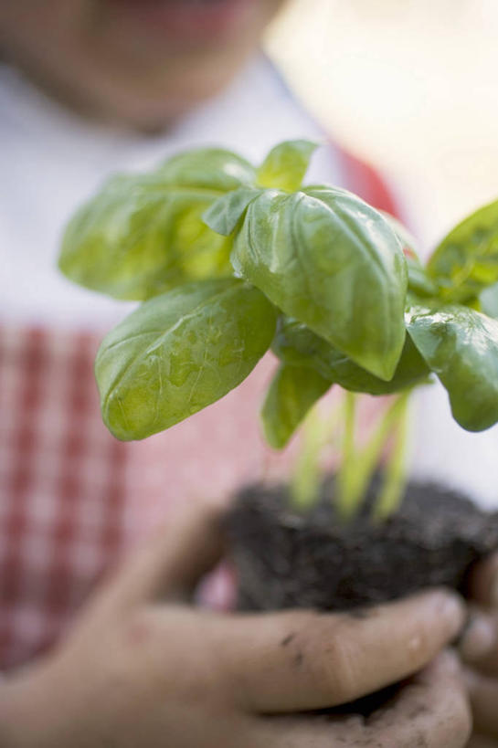 西方人,儿童,手,一个人,竖图,室内,特写,白天,正面,纯洁,植物,叶子,欧洲,欧洲人,仅一个女性,仅一个人,握,服装,朦胧,模糊,纹理,泥土,土壤,香料,绿叶,草药,拿,拿着,中药,小孩,衣服,绿色,香草,仅一个小孩,手部,嫩叶,可爱,童年,童趣,握着,服饰,单手,罗勒,衣着,穿着,紫苏,药材,中草药,童真,烂漫,无邪,九层塔,圣约瑟夫草,甜罗勒,兰香,中药材,本草,肌理,衣饰,天真,女孩,女人,女性,白种人,孩子,叶,叶片,叶脉,半身,彩图,女生