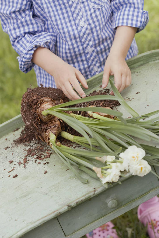 西方人,儿童,手,一个人,站,竖图,俯视,室外,白天,爱情,陶醉,纯洁,草地,草坪,植物,桌面,桌子,水仙花,叶子,欧洲,欧洲人,双手,仅一个女性,仅一个人,握,服装,盛开,木制,绿叶,拿,花蕾,拿着,休闲装,草,花,花瓣,花朵,鲜花,小孩,衣服,绿色,木制品,花苞,花蕊,站着,仅一个小孩,休闲,手部,休闲服,嫩叶,可爱,童年,童趣,握着,服饰,记忆,童真,烂漫,无邪,金盏银台,玉玲珑,女史花,雅蒜,天蒜,敬意,自恋,天真,凌波仙子,水仙,天葱,女孩,女人,女性,白种人,孩子,叶,叶片,站立,半身,彩图,高角度拍摄,女生
