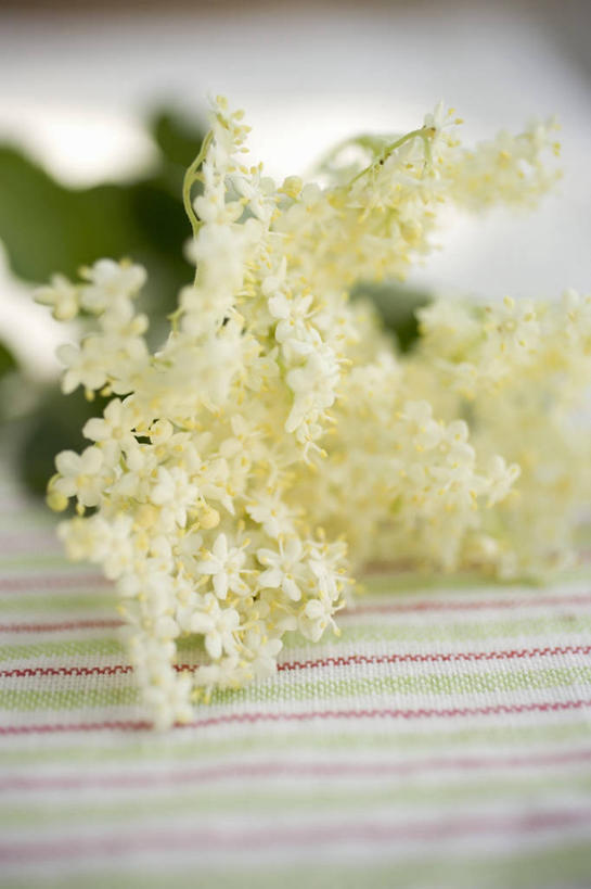 无人,竖图,俯视,室内,特写,白天,植物,餐桌,桌子,叶子,纺织品,阴影,朦胧,模糊,盛开,反射,布,影子,绿叶,草药,药草,织物,花蕾,抹布,中药,花,花瓣,花朵,鲜花,白色,花苞,花蕊,嫩叶,餐台,卫生,药材,中草药,纯真,接骨木,中药材,本草,洁净,光明,恬静,草珊瑚,接骨金粟兰,九节茶,九节风,九节花,肿节风,竹节茶,中间色,朴素,清白,叶,叶片,彩图,高角度拍摄