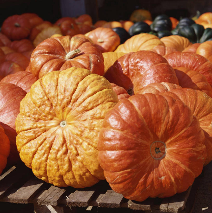 无人,竖图,俯视,室内,特写,白天,幸福,餐桌,桌子,南瓜,蔬菜,一堆,许多,阴影,堆叠,堆积,新鲜,反射,影子,金瓜,食品,很多,辉煌,番瓜,食物,温暖,橙色,活泼,有机食品,绿色食品,餐台,堆,华丽,暖色,麦瓜,倭瓜,温情,炽热,响亮,跃动,甜蜜,彩图,高角度拍摄,愉快