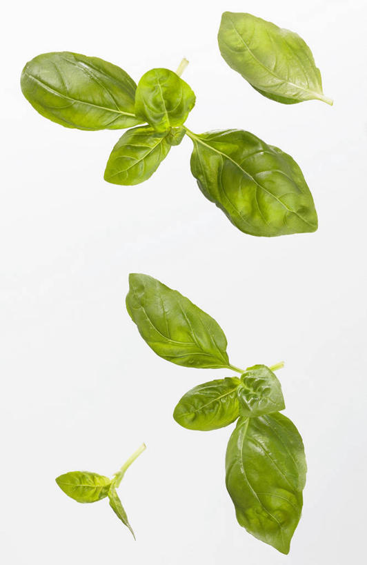 无人,竖图,俯视,室内,特写,白天,白色背景,植物,餐桌,桌子,叶子,阴影,反射,纹理,影子,香料,绿叶,草药,中药,绿色,香草,嫩叶,摄影,影棚,餐台,罗勒,紫苏,药材,中草药,九层塔,圣约瑟夫草,甜罗勒,兰香,中药材,本草,肌理,叶,叶片,叶脉,彩图,高角度拍摄,影棚拍摄,拍摄