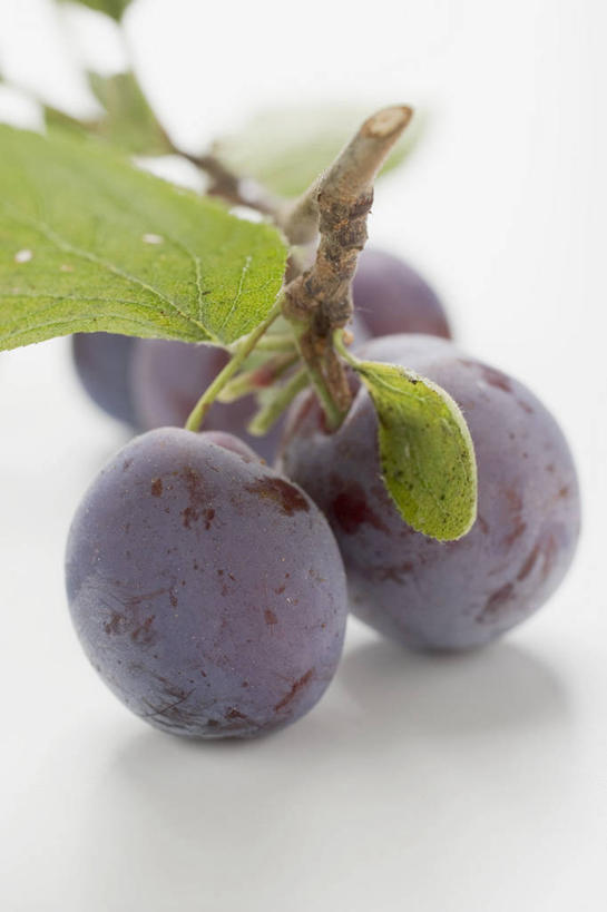 无人,竖图,俯视,室内,特写,白天,白色背景,植物,餐桌,桌子,李子,水果,叶子,阴影,朦胧,模糊,新鲜,反射,纹理,影子,生食,食品,果实,绿叶,食物,绿色,紫色,四个,嫩叶,摄影,有机食品,绿色食品,影棚,餐台,肌理,红李,鸡血李,杏李,叶,叶片,叶脉,彩图,高角度拍摄,影棚拍摄,拍摄