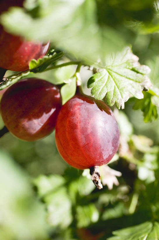 无人,竖图,室外,特写,白天,正面,美景,植物,浆果,水果,叶子,吊挂,悬挂,阴影,朦胧,模糊,新鲜,光线,纹理,影子,景观,灯笼果,生食,食品,果实,绿叶,挂,三颗,食物,红色,绿色,阳光,自然,嫩叶,景色,有机食品,绿色食品,自然风光,红醋栗,肌理,叶,叶片,叶脉,醋栗,彩图