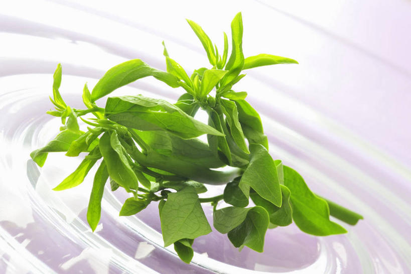 无人,横图,俯视,室内,特写,白天,白色背景,植物,餐具,玻璃,一堆,许多,阴影,堆叠,堆积,反射,碟子,盘,影子,香料,草药,中药,玻璃制品,一个,盘子,碟,香草,摄影,影棚,单个,堆,罗勒,紫苏,药材,中草药,九层塔,圣约瑟夫草,甜罗勒,兰香,中药材,本草,彩图,高角度拍摄,影棚拍摄,拍摄