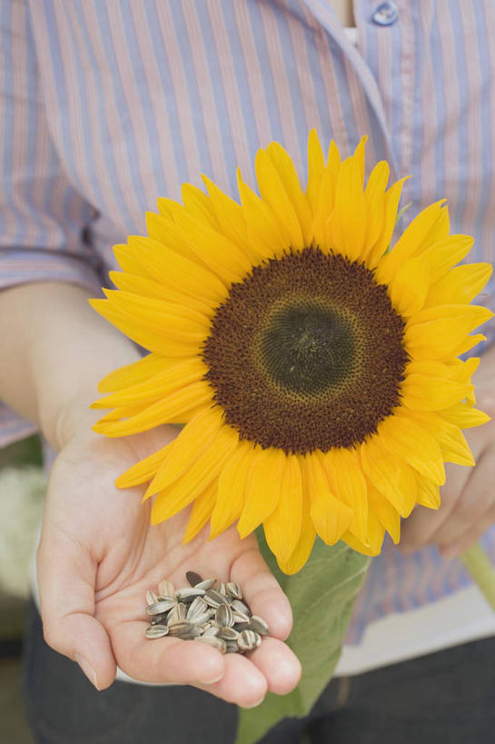 点心,西方人,手,一个人,坐,捧,竖图,俯视,室内,特写,白天,爱情,幸福,太阳,向日葵,欧洲,欧洲人,仅一个年轻女性,仅一个女性,仅一个人,服装,盛开,食品,坚果,花蕾,休闲装,小吃,花,花瓣,花朵,鲜花,食物,一朵,衣服,零食,花苞,花蕊,休闲,手部,休闲服,服饰,瓜子,单手,光辉,沉默,忠诚,葵花籽,勇敢,投缘,爱慕,葵花子,高傲,朝阳花,葵花,望日莲,向阳花,转日莲,年轻女性,女人,女性,白种人,端,端着,捧着,手捧,坐着,半身,彩图,高角度拍摄