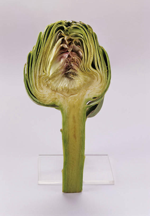 无人,竖图,俯视,室内,特写,白天,白色背景,桌面,桌子,蔬菜,切开,阴影,新鲜,反射,木制,影子,朝鲜蓟,食品,半个,食物,木制品,切,一半,洋蓟,摄影,有机食品,绿色食品,影棚,剖面,切面,彩图,高角度拍摄,影棚拍摄,拍摄,菜蓟,法国百合,球洋蓟,蔬菜之皇,洋百合