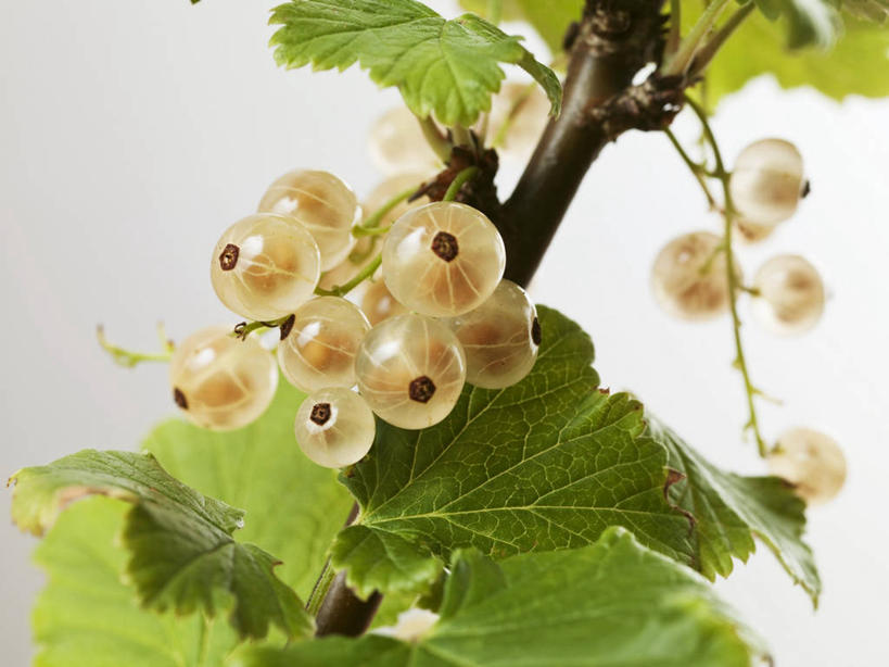 无人,横图,俯视,室内,特写,白天,白色背景,植物,浆果,水果,阴影,新鲜,反射,影子,灯笼果,生食,食品,果实,枝条,树,树木,树枝,食物,摄影,有机食品,绿色食品,影棚,灌木,红醋栗,虬枝,枝杈,醋栗,彩图,高角度拍摄,影棚拍摄,拍摄