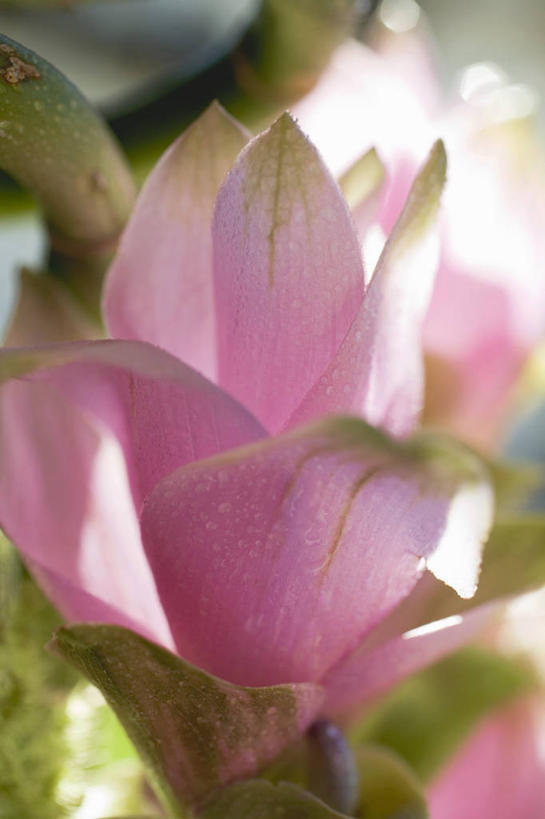 无人,竖图,室内,特写,白天,白色背景,正面,植物,阴影,朦胧,模糊,盛开,反射,影子,草药,药草,花蕾,中药,花,花瓣,花朵,鲜花,粉色,花苞,花蕊,姜黄,摄影,影棚,药材,中草药,中药材,本草,彩图,影棚拍摄,拍摄