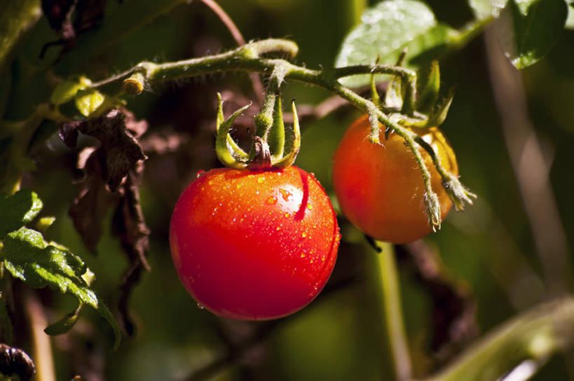 无人,农田,横图,室外,特写,白天,正面,庄稼,农作物,蔬菜,西红柿,小番茄,叶子,吊挂,悬挂,阴影,朦胧,模糊,新鲜,光线,影子,食品,绿叶,挂,食物,两个,阳光,嫩叶,有机食品,绿色食品,小西红柿,樱桃小番茄,珍珠小番茄,叶,叶片,樱桃番茄,圣女果,番茄,彩图,耕地,庄稼田