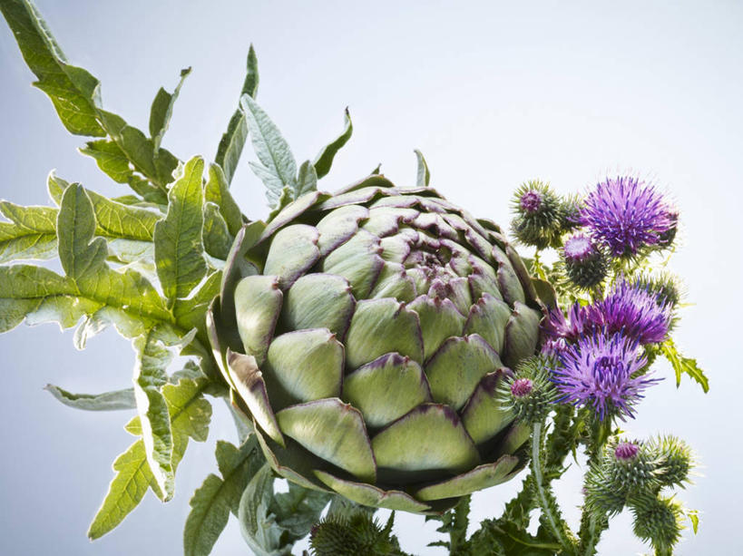 无人,横图,俯视,室内,特写,白天,蔬菜,阴影,紫色背景,新鲜,盛开,反射,影子,朝鲜蓟,食品,花蕾,花,花瓣,花朵,鲜花,食物,花苞,花蕊,洋蓟,摄影,有机食品,绿色食品,影棚,彩图,高角度拍摄,影棚拍摄,拍摄,菜蓟,法国百合,球洋蓟,蔬菜之皇,洋百合