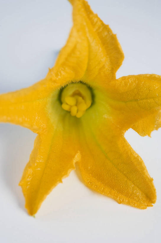 无人,竖图,俯视,室内,特写,白天,白色背景,桌面,桌子,蔬菜,阴影,朦胧,模糊,新鲜,盛开,反射,木制,影子,星星,食品,西葫芦,花蕾,花,花瓣,花朵,鲜花,食物,一朵,黄色,木制品,花苞,花蕊,星形,白瓜,摄影,有机食品,绿色食品,影棚,五角形,茭瓜,五角星,彩图,高角度拍摄,影棚拍摄,拍摄