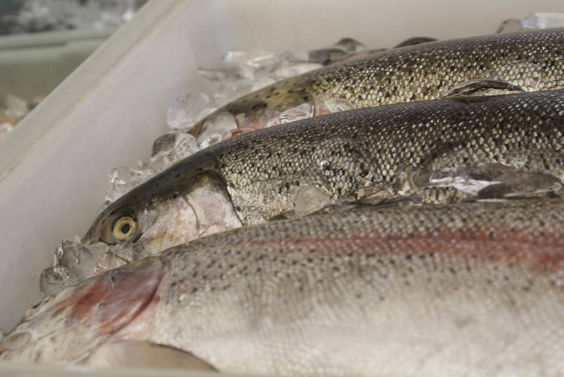 三文鱼,无人,横图,俯视,室内,特写,白天,鲑鱼,一堆,一排,许多,阴影,堆叠,堆积,整齐,反射,影子,塑料,冰,冰块,冷冻,盒子,排列,容器,塑料制品,寒冷,三条,冷藏,储藏,堆,大马哈鱼,冰冷,储存,队列,撒蒙鱼,萨门鱼,冰海之皇,鲑,马哈鱼,麻哈鱼,大麻哈鱼,保鲜,彩图,高角度拍摄,贮存