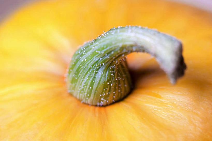 无人,横图,俯视,室内,特写,白天,南瓜,蔬菜,阴影,朦胧,模糊,新鲜,透明,反射,影子,金瓜,食品,辉煌,番瓜,食物,一个,黄色,绿色,健康,活泼,有机食品,绿色食品,单个,希望,暖色,麦瓜,倭瓜,光辉,光明,功名,轻快,彩图,高角度拍摄