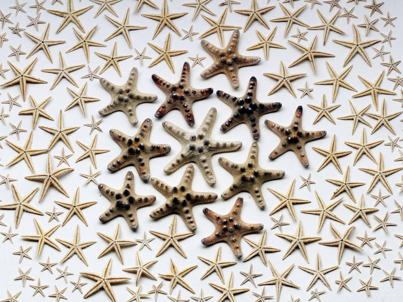 无人,横图,俯视,室内,特写,白天,白色背景,桌面,桌子,海星,一排,许多,阴影,整齐,并列,并排,反射,木制,影子,海洋生物,排列,自然,动物,木制品,生物,摄影,影棚,队列,平行,棘皮动物门,星鱼,彩图,高角度拍摄,影棚拍摄,拍摄