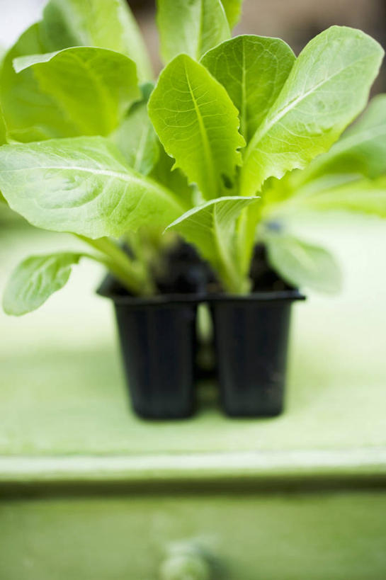 无人,竖图,俯视,室内,特写,白天,桌面,桌子,蔬菜,阴影,朦胧,模糊,新鲜,反射,木制,影子,塑料,生菜,莴苣,食品,盒子,食物,绿色,木制品,容器,塑料制品,有机食品,绿色食品,储藏,储存,春菜,鹅仔菜,莴仔菜,千金菜,叶用莴苣,彩图,高角度拍摄,贮存