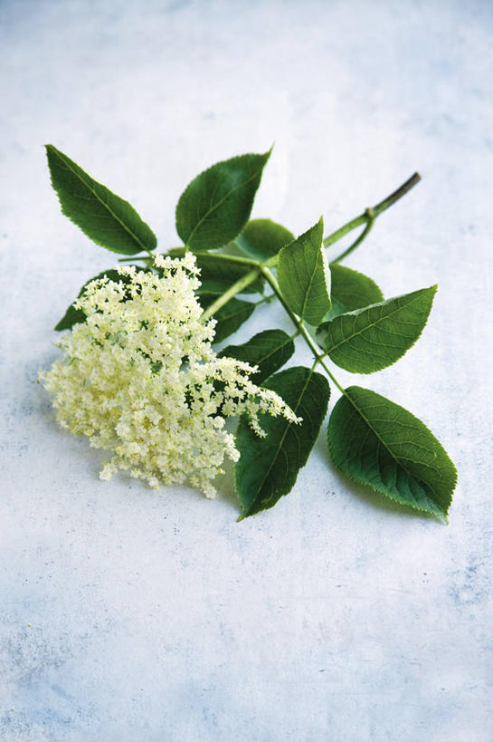 无人,竖图,俯视,室内,特写,白天,植物,桌面,桌子,叶子,阴影,蓝色背景,盛开,反射,木制,影子,绿叶,草药,药草,花蕾,中药,花,花瓣,花朵,鲜花,木制品,花苞,花蕊,嫩叶,摄影,影棚,药材,中草药,接骨木,中药材,本草,草珊瑚,接骨金粟兰,九节茶,九节风,九节花,肿节风,竹节茶,叶,叶片,彩图,高角度拍摄,影棚拍摄,拍摄