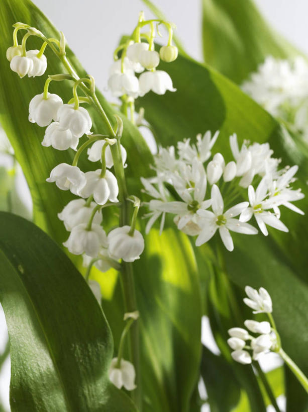 无人,竖图,室外,特写,白天,正面,幸福,叶子,阴影,朦胧,模糊,盛开,光线,影子,铃兰花,绿叶,花蕾,花,花瓣,花朵,鲜花,蓝色,蓝天,天空,阳光,天,花苞,花蕊,嫩叶,晴朗,铃铛花,铃兰,万里无云,君影草,山谷百合,香水花,思念,叶,叶片,晴空,晴空万里,彩图