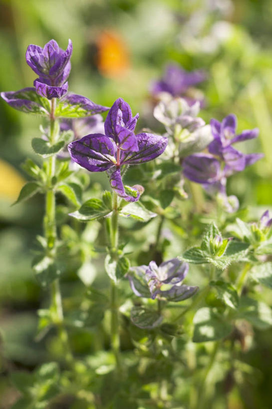 无人,家庭,竖图,俯视,室外,特写,白天,智慧,植物,阴影,朦胧,模糊,盛开,反射,影子,草药,药草,花蕾,中药,花,花瓣,花朵,鲜花,花苞,花蕊,鼠尾草,药材,中草药,中药材,本草,理性,彩图,高角度拍摄