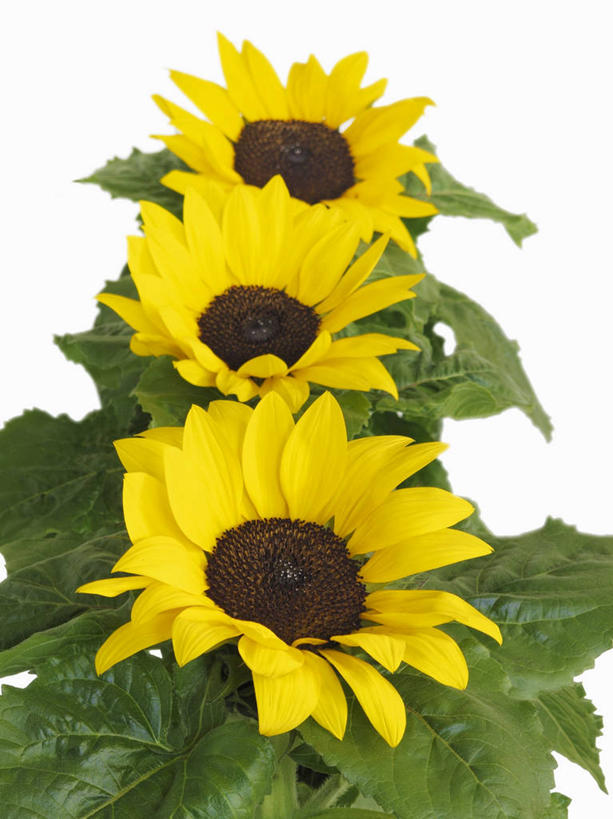 无人,竖图,俯视,室内,特写,白天,白色背景,爱情,幸福,太阳,向日葵,叶子,三朵,一排,阴影,整齐,盛开,反射,影子,绿叶,花蕾,花,花瓣,花朵,鲜花,排列,黄色,花苞,花蕊,嫩叶,摄影,影棚,队列,光辉,沉默,忠诚,勇敢,投缘,爱慕,高傲,朝阳花,葵花,望日莲,向阳花,转日莲,叶,叶片,彩图,高角度拍摄,影棚拍摄,拍摄