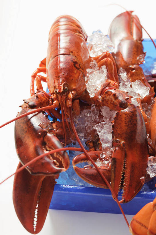 海鲜,龙虾,无人,竖图,俯视,室内,特写,白天,白色背景,桌面,桌子,一堆,许多,阴影,堆叠,堆积,朦胧,模糊,反射,木制,影子,塑料,冰,虾,冰块,冷冻,水产,海洋生物,盒子,木制品,容器,塑料制品,两只,寒冷,摄影,影棚,冷藏,储藏,堆,冰冷,储存,水生动物,海产品,水生物,海底动物,保鲜,彩图,高角度拍摄,影棚拍摄,拍摄,贮存