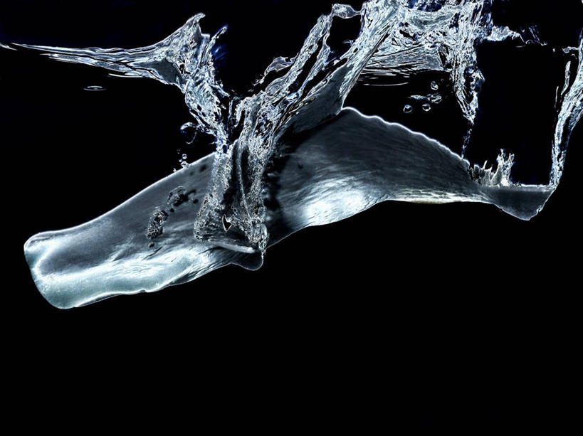 游泳,无人,横图,室内,特写,白天,侧面,海底,水下,水,哺乳动物,鲸鱼,一条,阴影,飞溅,黑色背景,溅,反射,液体,影子,水滴,水底,海洋生物,水珠,动物,海底世界,摄影,鲸,影棚,喷洒,水生动物,水生物,海底动物,泅水,鲸类,拍浮,海床,彩图,全身,影棚拍摄,拍摄