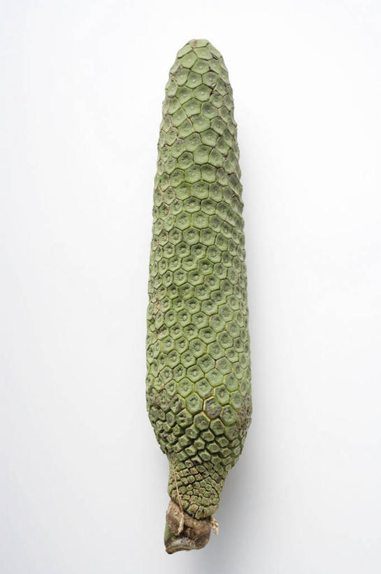 无人,竖图,俯视,室内,特写,白天,白色背景,桌面,桌子,松树,圣诞节,阴影,节日,庆祝,反射,纹路,木制,纹理,影子,坚果,果实,文化,一个,木制品,干果,庆典,摄影,影棚,单个,纪念,坚定,肌理,长寿,贞洁,彩图,高角度拍摄,影棚拍摄,拍摄