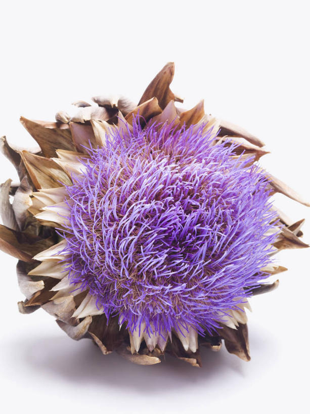 无人,竖图,俯视,室内,特写,白天,白色背景,桌面,桌子,蔬菜,阴影,新鲜,盛开,反射,木制,影子,朝鲜蓟,食品,花蕾,花,花瓣,花朵,鲜花,食物,紫色,木制品,花苞,花蕊,洋蓟,摄影,有机食品,绿色食品,影棚,彩图,高角度拍摄,影棚拍摄,拍摄,菜蓟,法国百合,球洋蓟,蔬菜之皇,洋百合