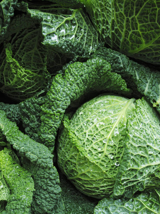 无人,竖图,俯视,室内,特写,白天,蔬菜,椰菜,卷心菜,叶子,阴影,新鲜,反射,纹路,纹理,影子,食品,绿叶,食物,嫩叶,甘蓝,摄影,有机食品,绿色食品,影棚,肌理,叶,叶片,结球甘蓝,甘兰,包心菜,彩图,高角度拍摄,影棚拍摄,拍摄