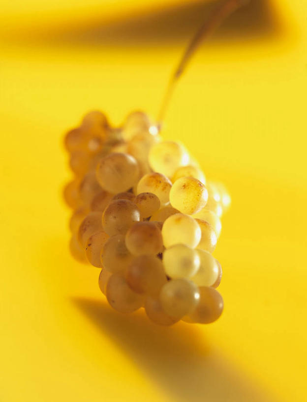 无人,竖图,俯视,室内,特写,白天,桌面,桌子,葡萄,水果,一堆,许多,阴影,堆叠,堆积,黄色背景,朦胧,模糊,新鲜,反射,木制,影子,生食,食品,果实,提子,食物,木制品,摄影,有机食品,绿色食品,影棚,堆,葡萄之王,山葫芦,蒲桃,草龙珠,彩图,高角度拍摄,影棚拍摄,拍摄