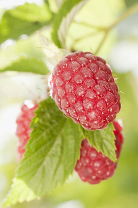 无人,竖图,室外,特写,白天,正面,植物,水果,叶子,吊挂,悬挂,朦胧,模糊,新鲜,生食,食品,果实,果树,绿叶,挂,树,树木,食物,三个,绿色,自然,嫩叶,有机食品,绿色食品,生长,成长,山莓,树莓,三月泡,四月泡,山抛子,刺葫芦,悬钩子,馒头菠,高脚菠,龙船泡,泡儿刺,叶,叶片,彩图